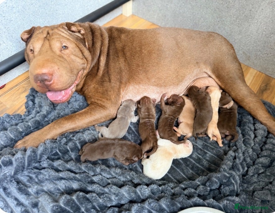 Shar Pei dogs Sharpei Puppies for sale  - Advert 1