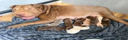 Shar Pei dogs for sale: Sharpei Puppies for sale  - Advert 1