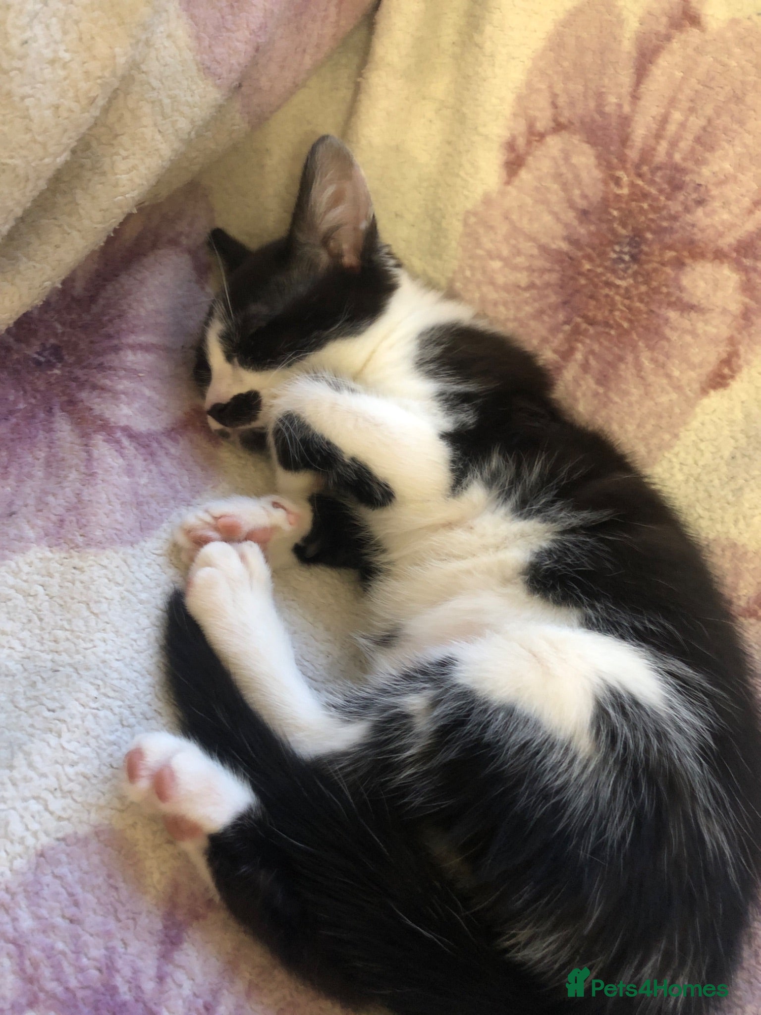 Mixed Breed cats 1 Female black and white kitten - Advert 15