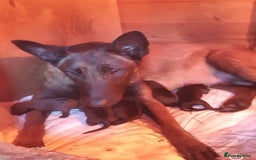 Belgian Shepherd Dog dogs for sale: BELGIAN SHEPHERD  - Image 6