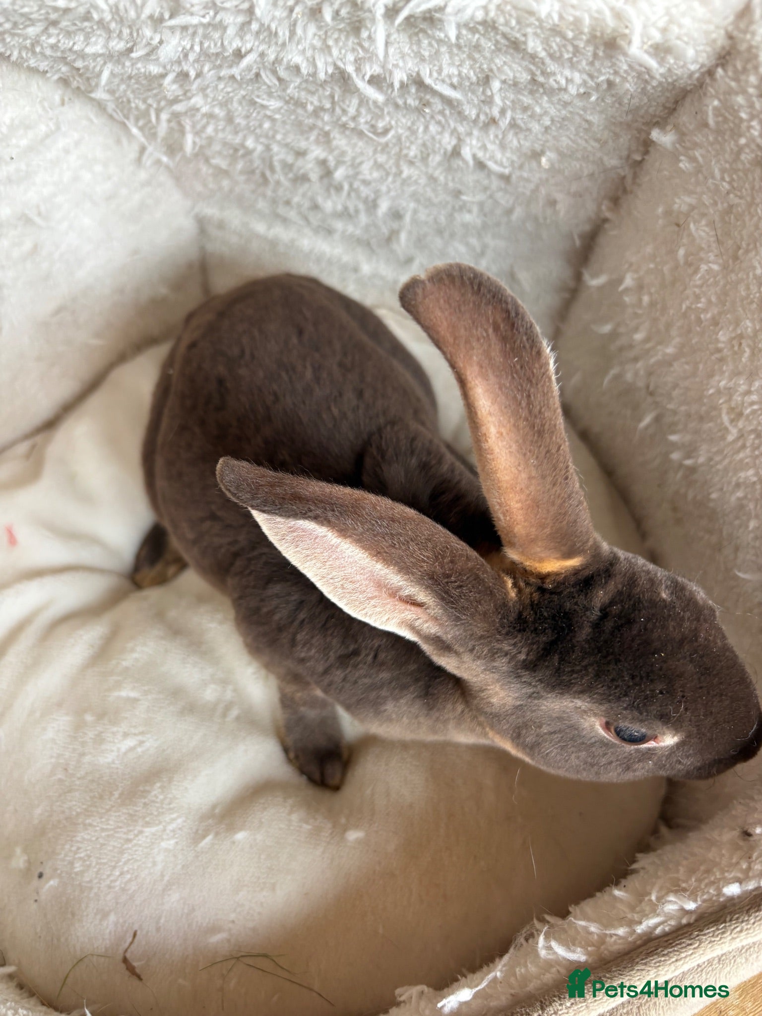 Rex rabbits Beautiful friendly chocolate otter mini Rex - Advert 1