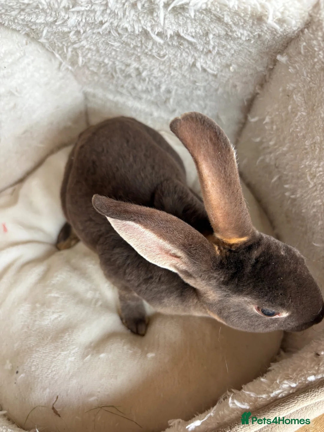 Rex rabbits for sale: Beautiful friendly chocolate otter mini Rex - Advert 1