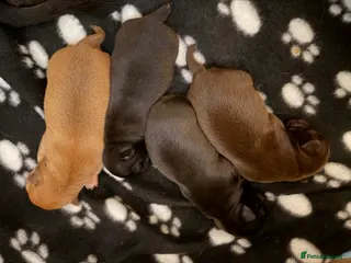 Chihuahua dogs Baby Chihuahuas - expression of interest - Advert 17