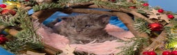 Maine Coon cats for sale: One beautiful tica female maine coon kitten left - Advert 14