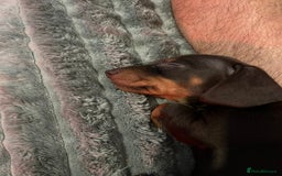 Dachshund dogs for sale: Beautiful miniature dachshunds  - Image 35