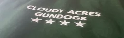 English Springer Spaniel dogs for sale: KC springer spaniels 1 male left ready to go  - Advert 3