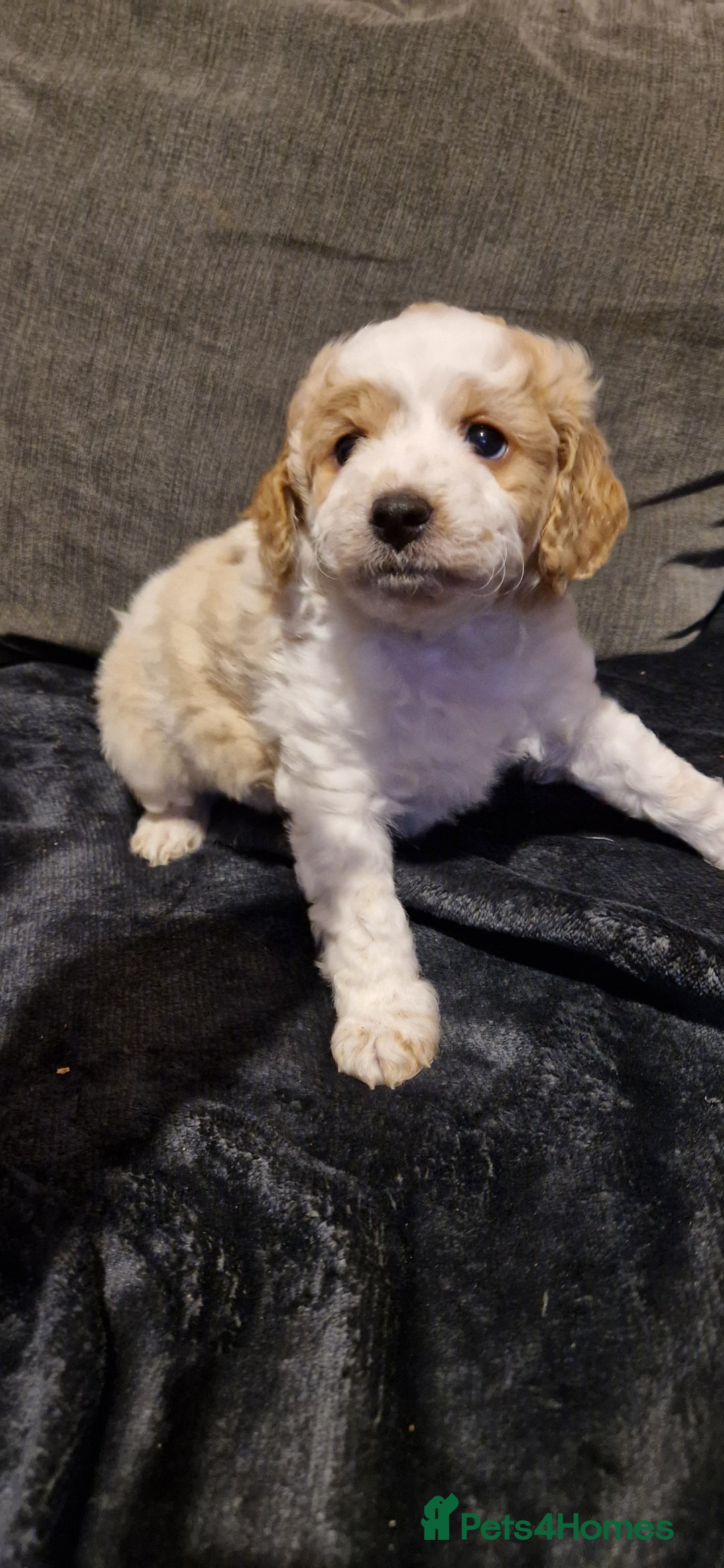Chipoo dogs for sale: Poodle cross chihuahua puppies  - Advert 4