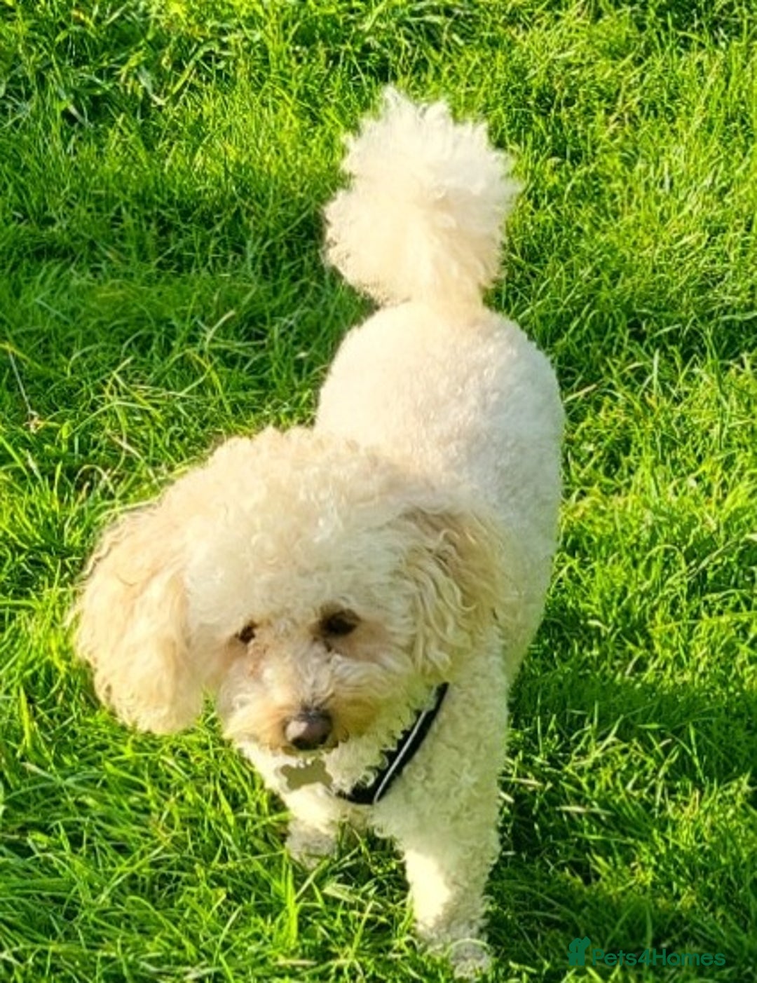 Maltipoo dogs for sale: Maltipoo  - Image 6