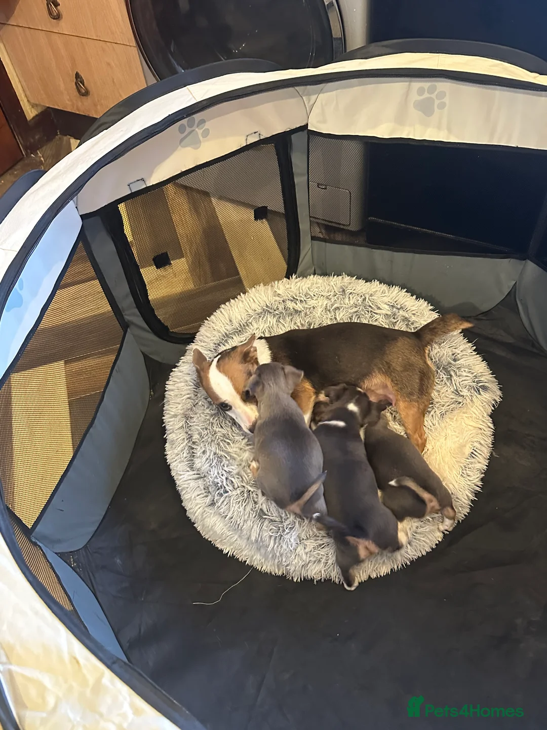 Jack Russell dogs for sale: Miniature miniature Jack Russel Puppies - Advert 24