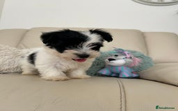 Biewer Terrier dogs for sale: ✨ Beautiful Biewer x Biro Terrier Puppies✨   - Image 10