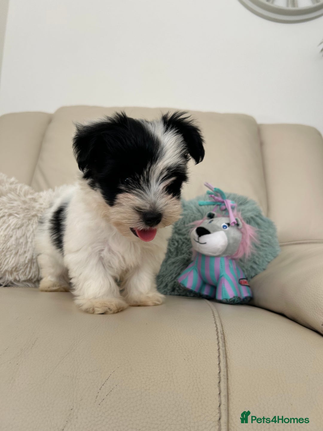 Biewer Terrier dogs for sale: ✨ Beautiful Biewer x Biro Terrier Puppies✨   - Image 10