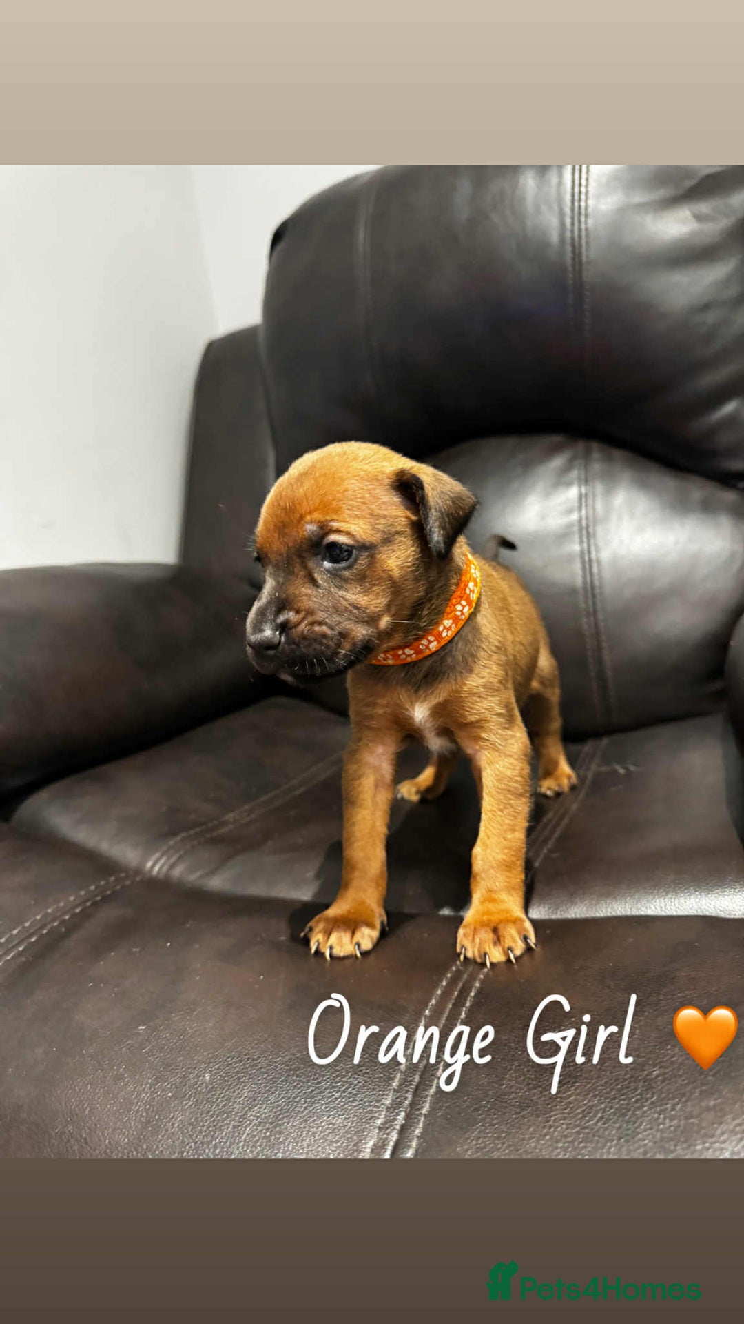 Mixed Breed dogs for sale: Doberman X XL Bully  - Image 15