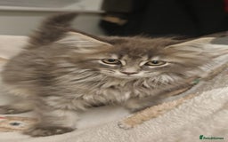 Maine Coon cats for sale: Beautiful Maine coon kittens - Image 19