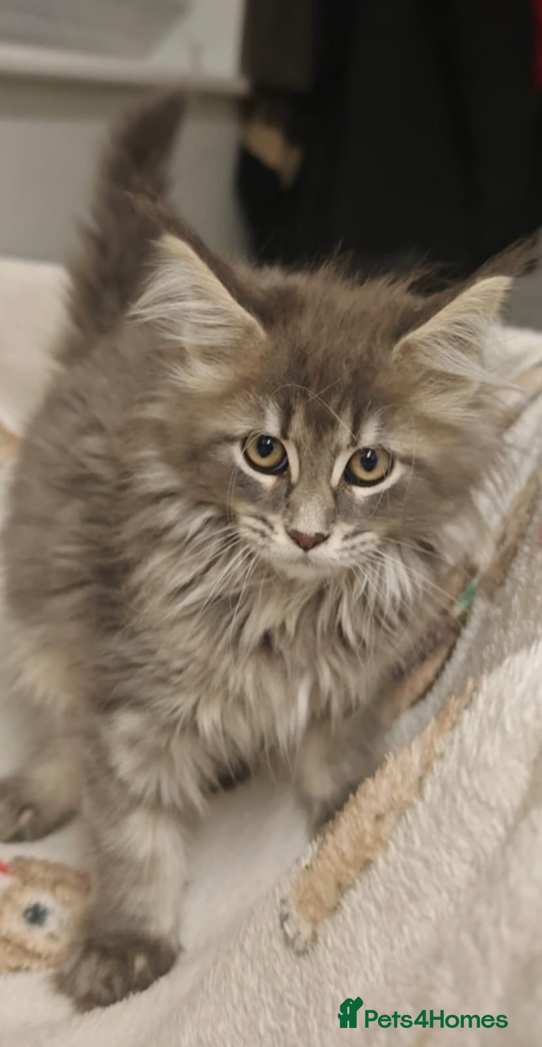 Maine Coon cats for sale: Beautiful Maine coon kittens - Image 19