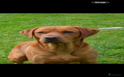 Labrador Retriever dogs for sale: FOX RED LABRADOR PUPPIES  - Image 7