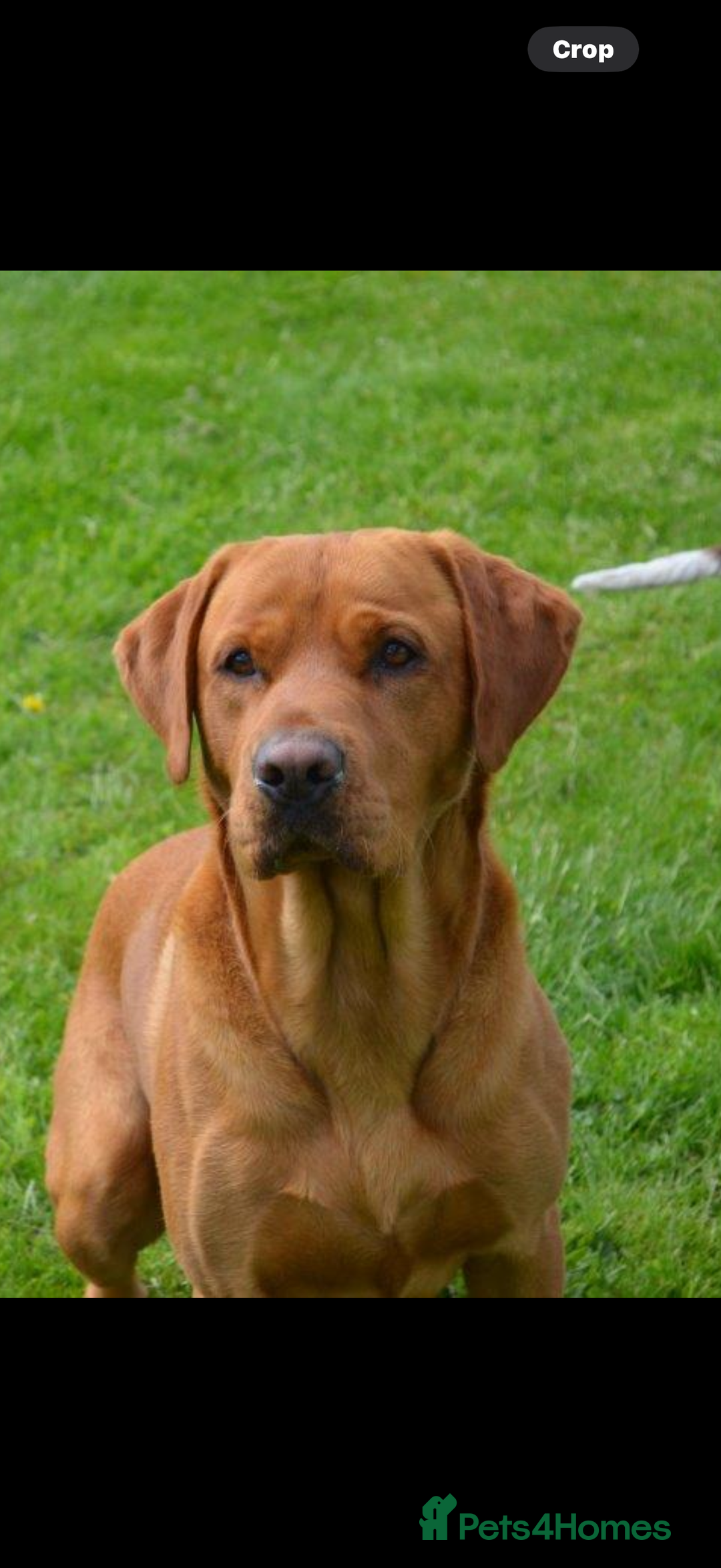 Labrador Retriever dogs for sale: FOX RED LABRADOR PUPPIES  - Image 7