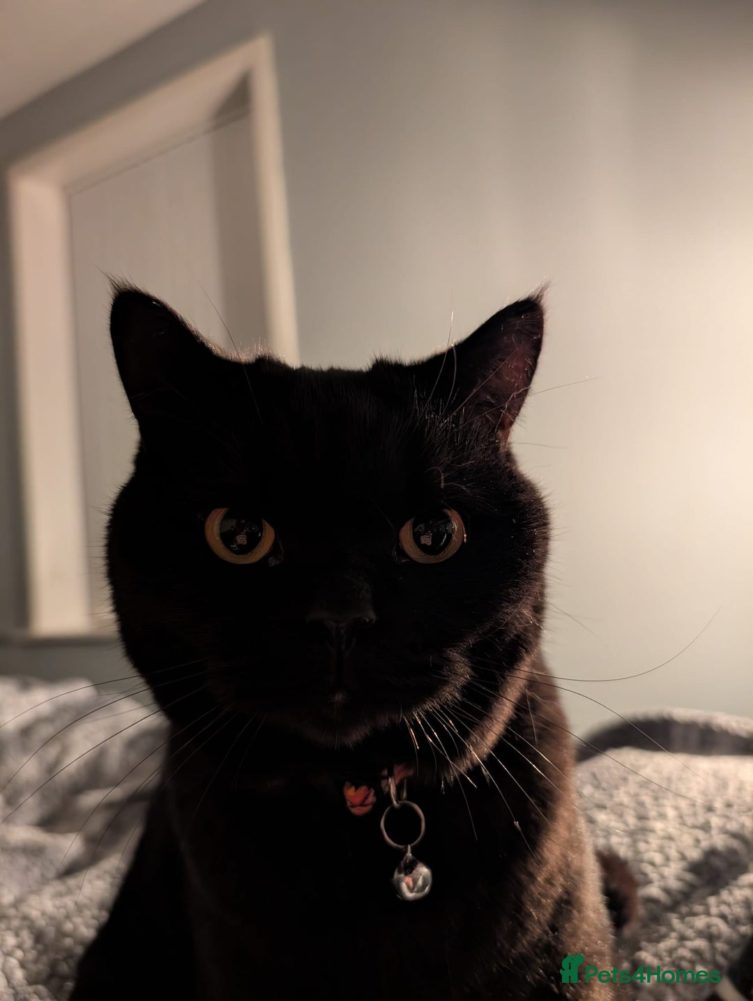 British Shorthair cats for sale: Black Male British Shorthair - Advert 4