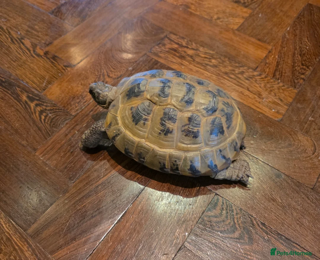 Tortoise reptiles for sale: 10yr old Russian male tortoise   - Advert 1