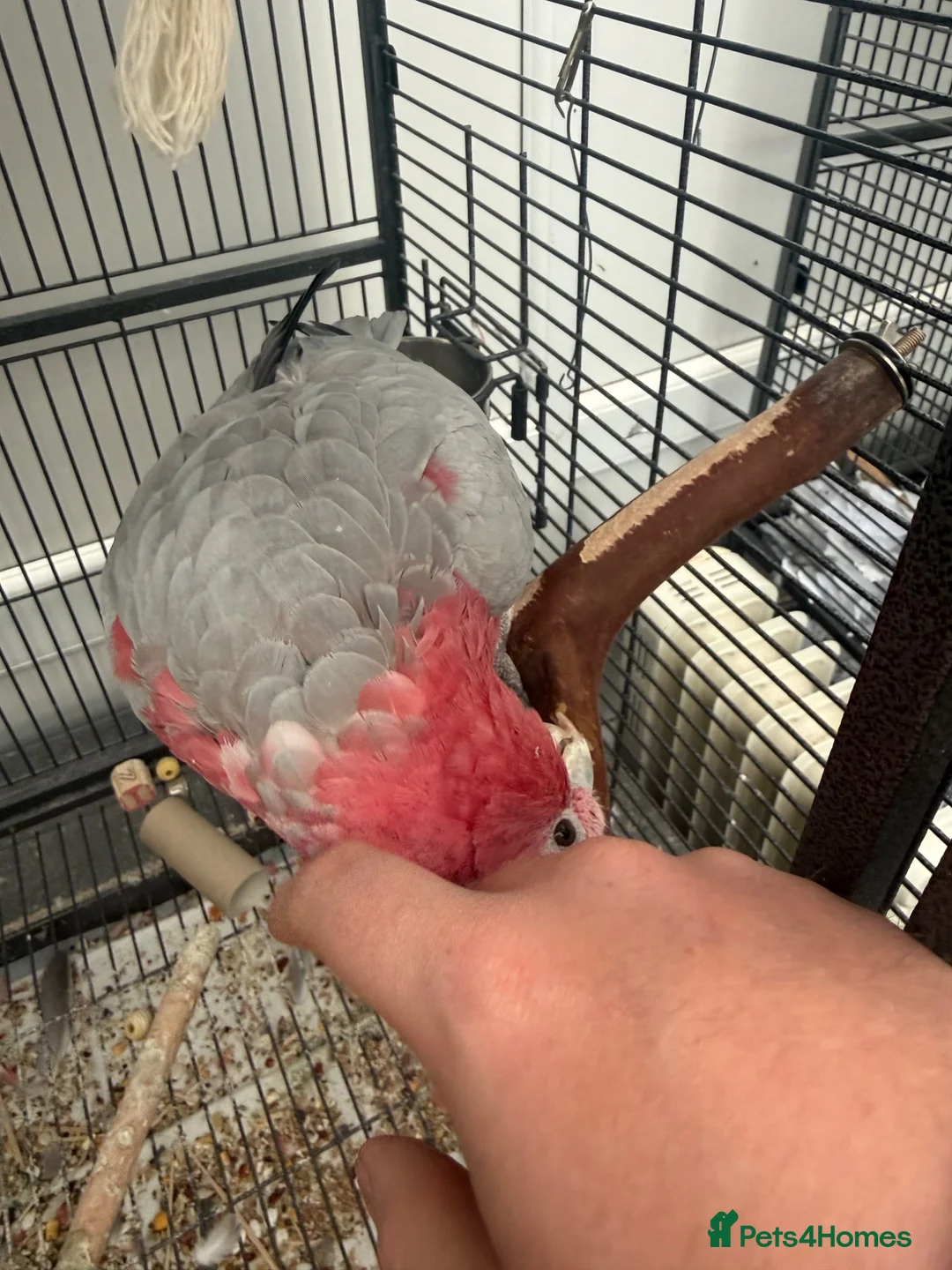 Cockatoo birds for sale: Galah cockatoo & cage - Advert 3