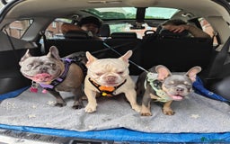 French Bulldog dogs for sale: This is teddy beautiful boy - Image 4