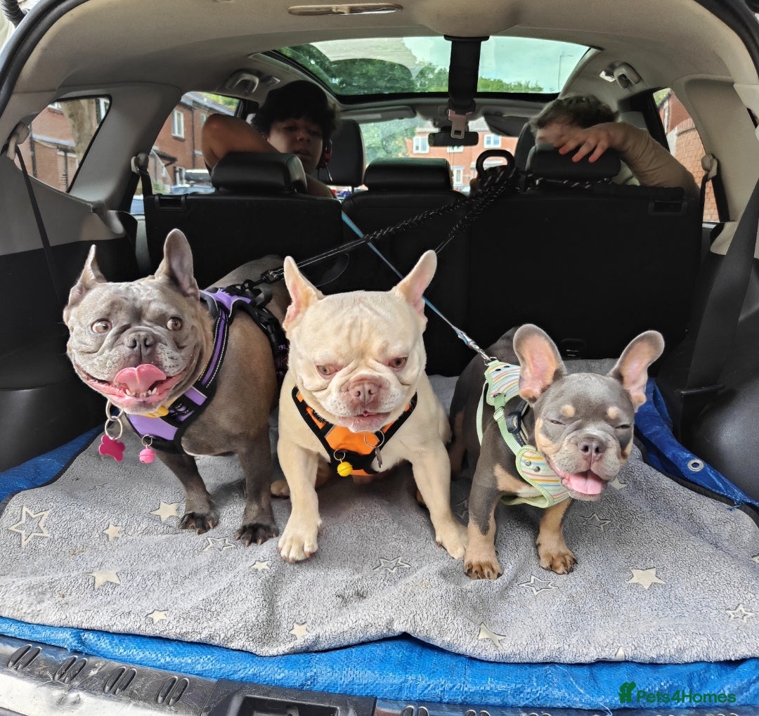 French Bulldog dogs for sale: This is teddy beautiful boy - Image 4
