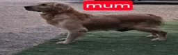 Golden Retriever dogs for sale: KC registered golden retriever puppies - Advert 12