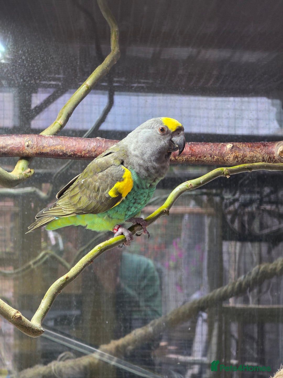 Parrots birds for sale: Meyers Cock Bird CR DNA - Advert 2