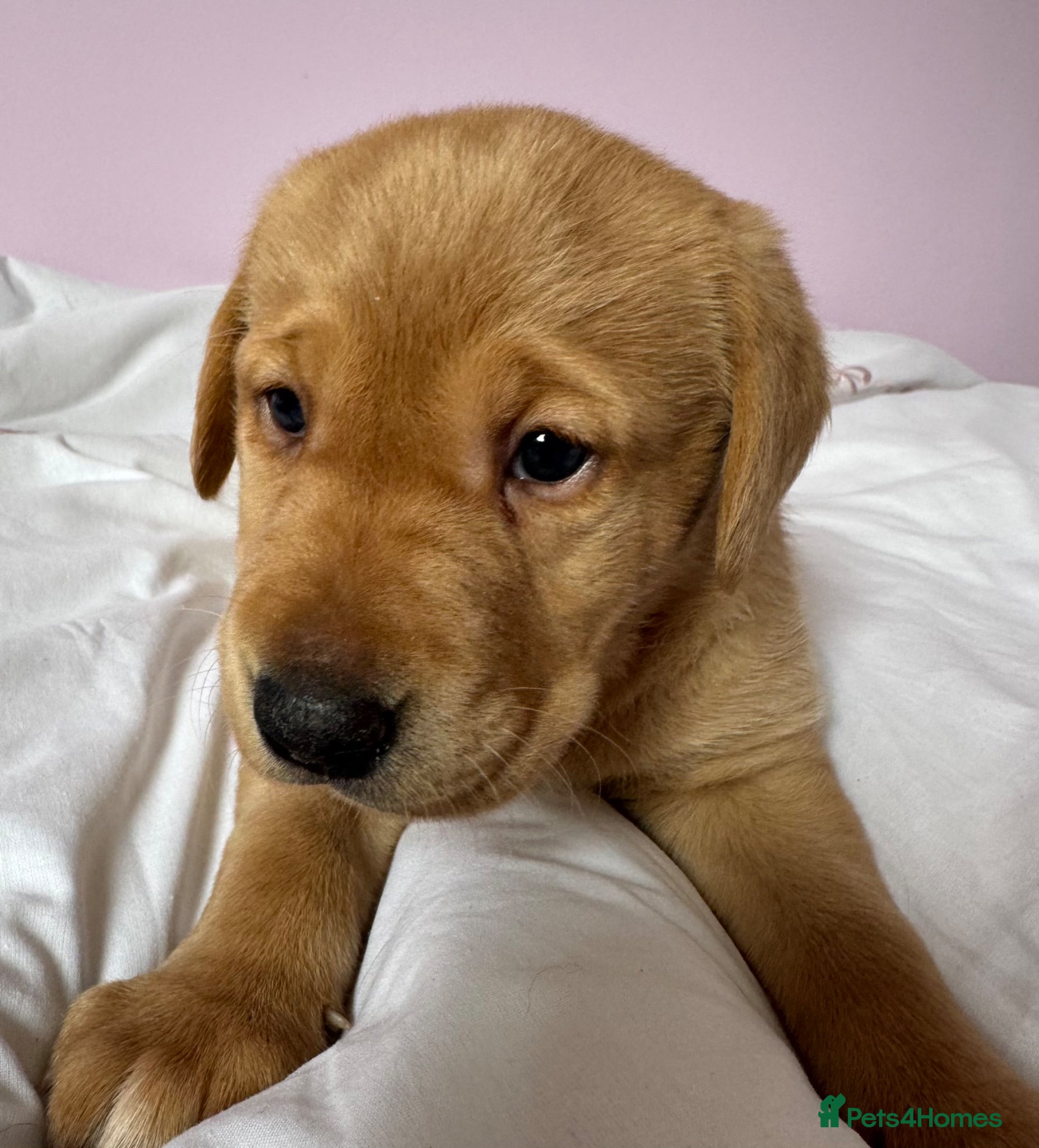 Labrador Retriever dogs for sale: Labrador pups fox red and black  - Advert 22