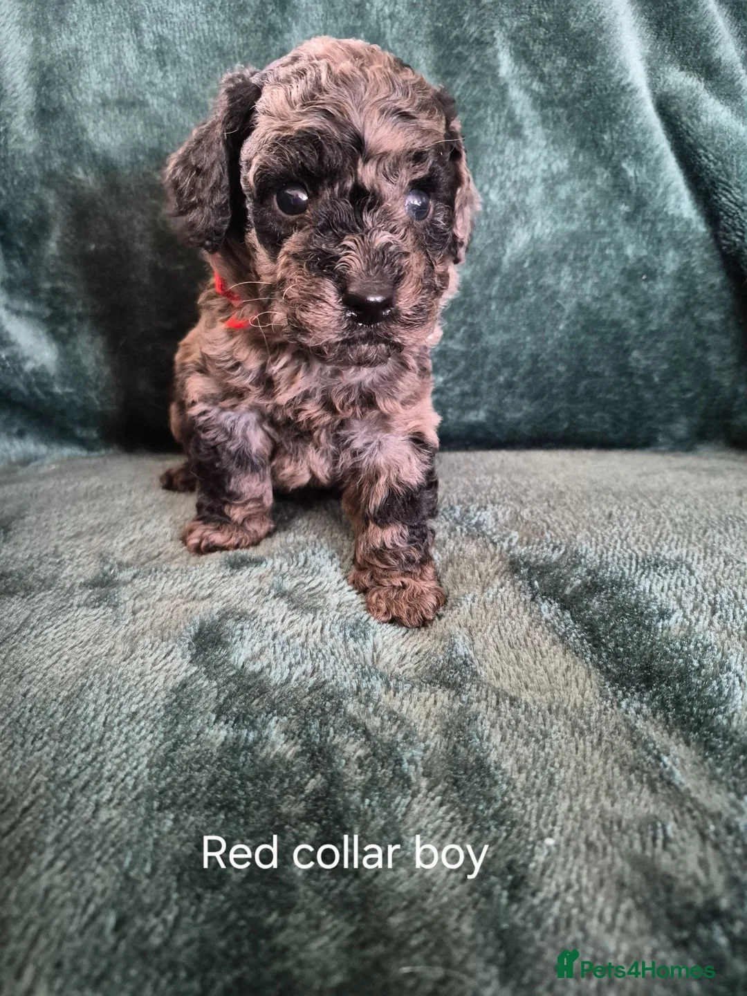 Labradoodle dogs for sale: Labradoodle pups F1B - Advert 16