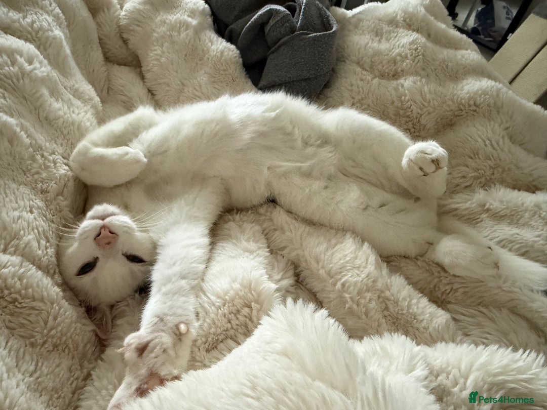 Mixed Breed cats for sale: Four month old cuddly boy - Advert 2