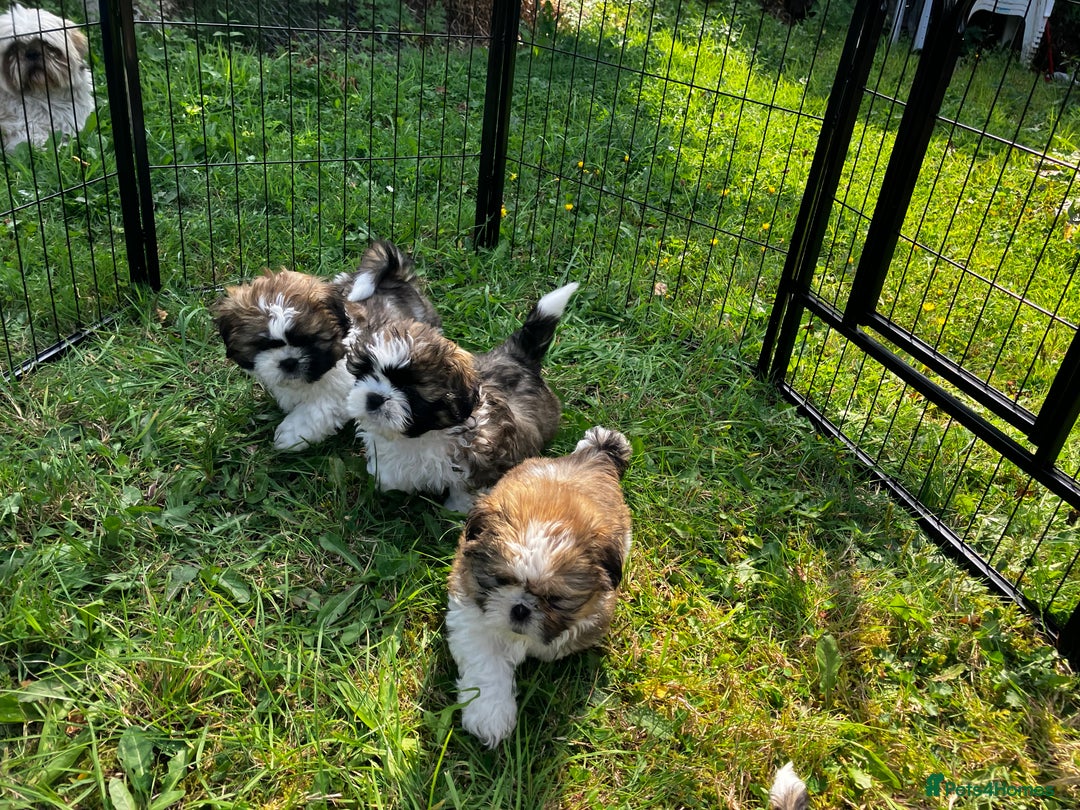 Shih Tzu dogs for sale: Shih Tzu Puppies - Image 3