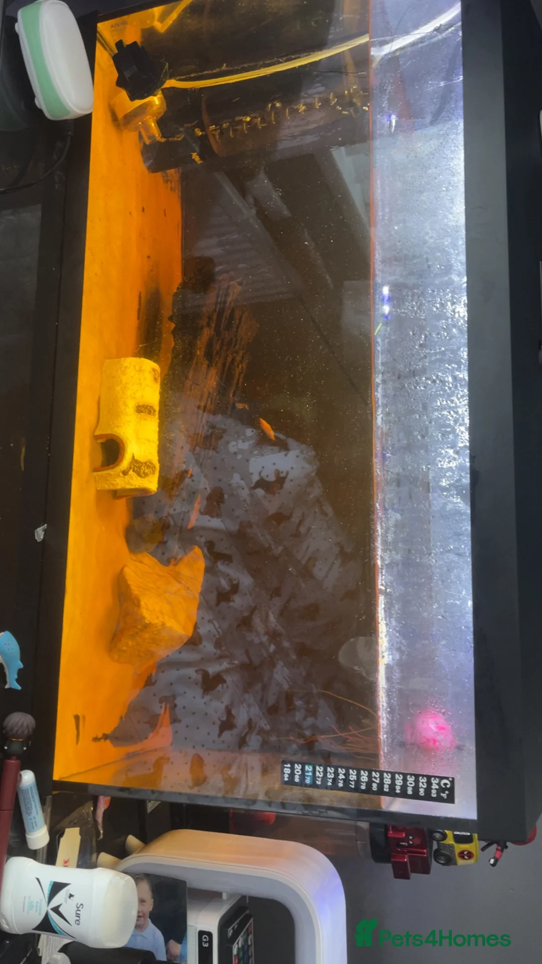 Other/Mixed Breed fish for sale: Axolotl  in Manchester - Advert 2