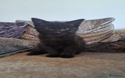 Mixed Breed cats for sale: Stunning black and ghost/black tabby kittens - Image 7