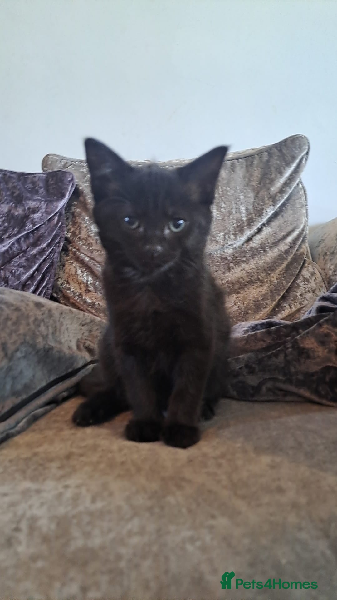 Mixed Breed cats for sale: Stunning black and ghost/black tabby kittens - Image 7