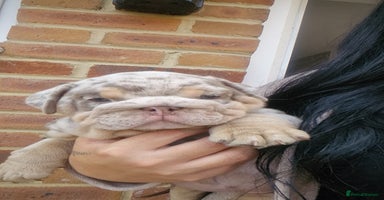 English Bulldog dogs - Advert 2