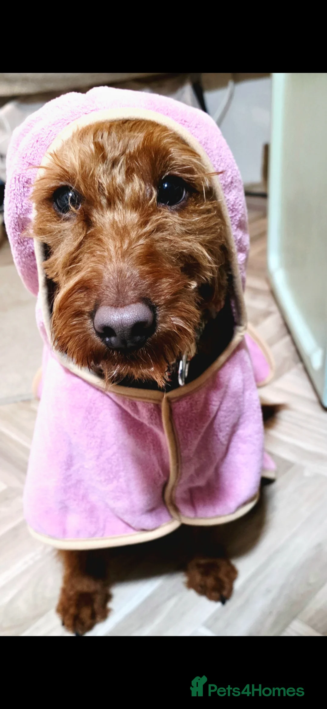 Labradoodle dogs for sale: 3 year old Miniature labradoodle female in Walsall - Advert 1