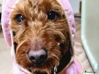 Labradoodle dogs 3 year old Miniature labradoodle female - Advert 13