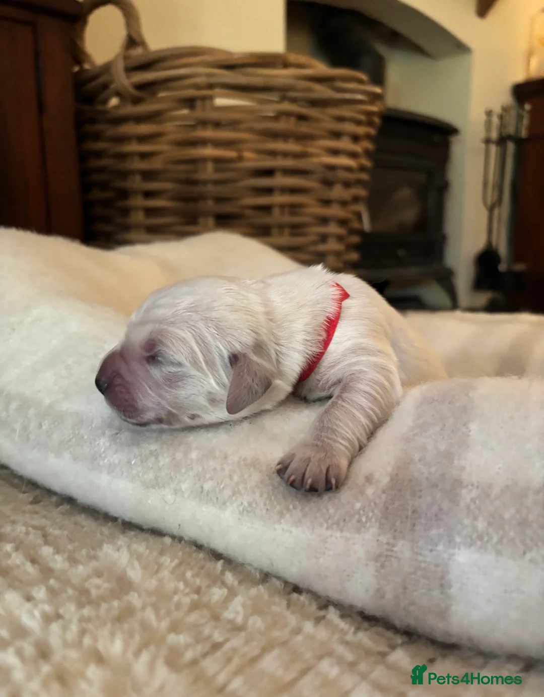 Golden Retriever dogs for sale: Beautiful Golden Retriever Puppies born 21/06/26 - Advert 39