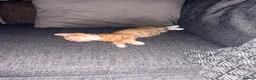 Mixed Breed cats for sale: Beautiful male kitten  - Advert 2
