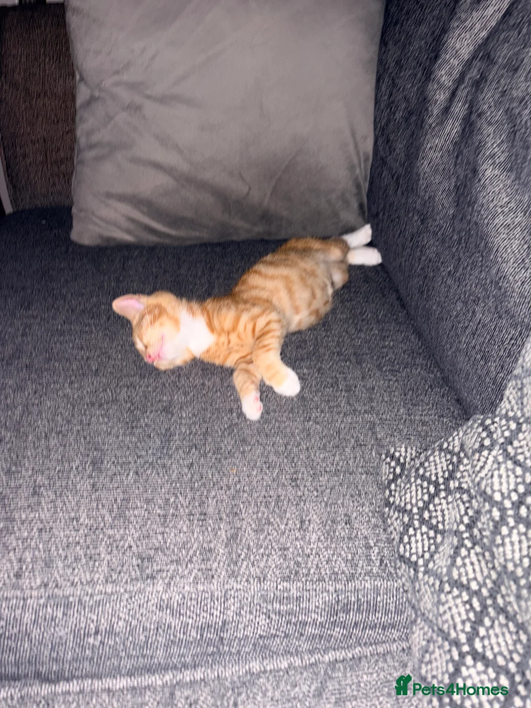 Mixed Breed cats for sale: Beautiful male kitten  - Advert 2