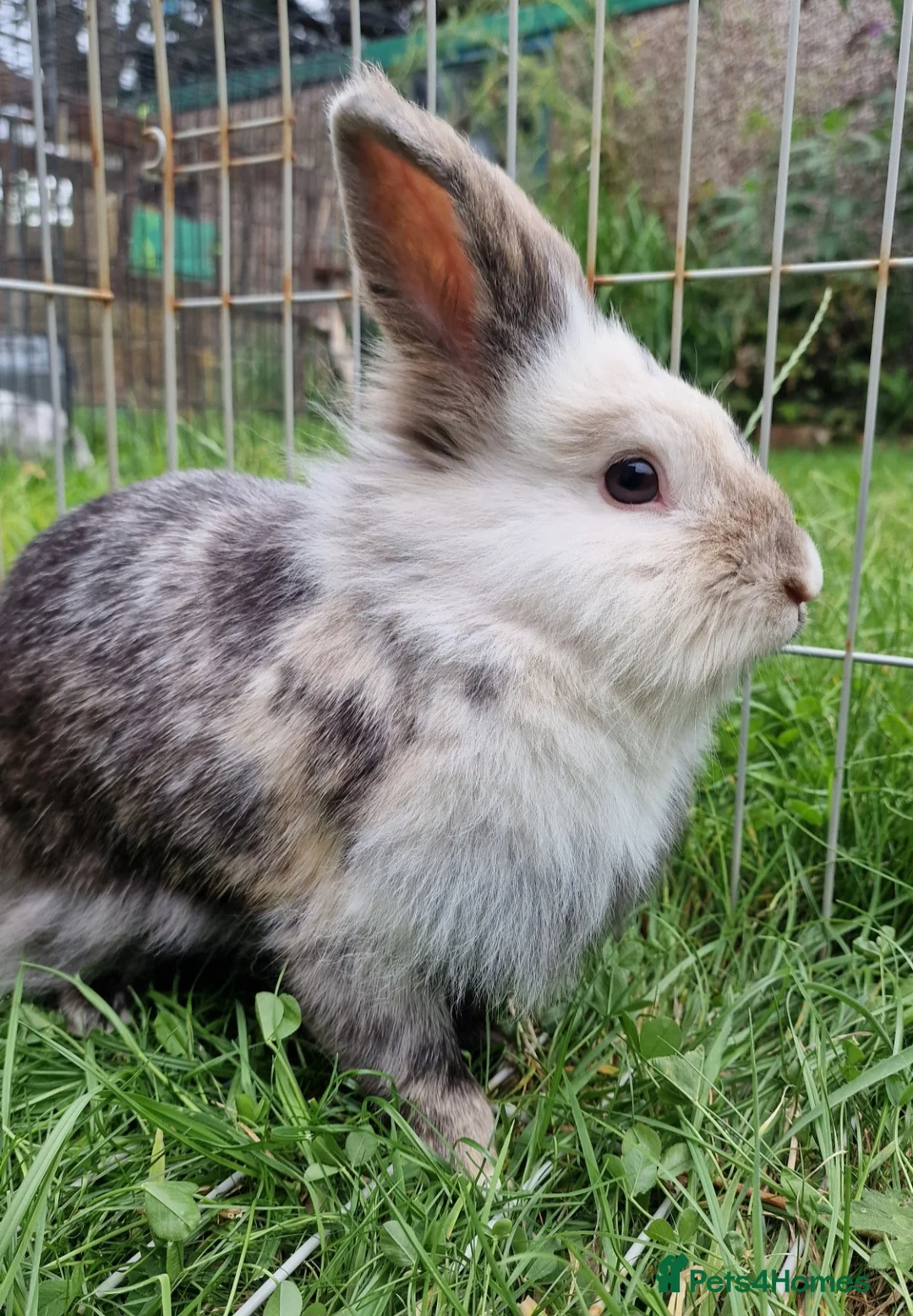 Lionhead rabbits for sale: Lute - experienced owner required - Advert 5
