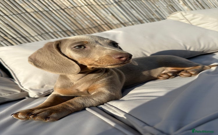 Miniature Dachshund dogs - Advert 1