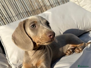 Miniature Dachshund dogs - Advert 36