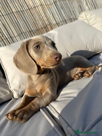 Miniature Dachshund dogs - Advert 1