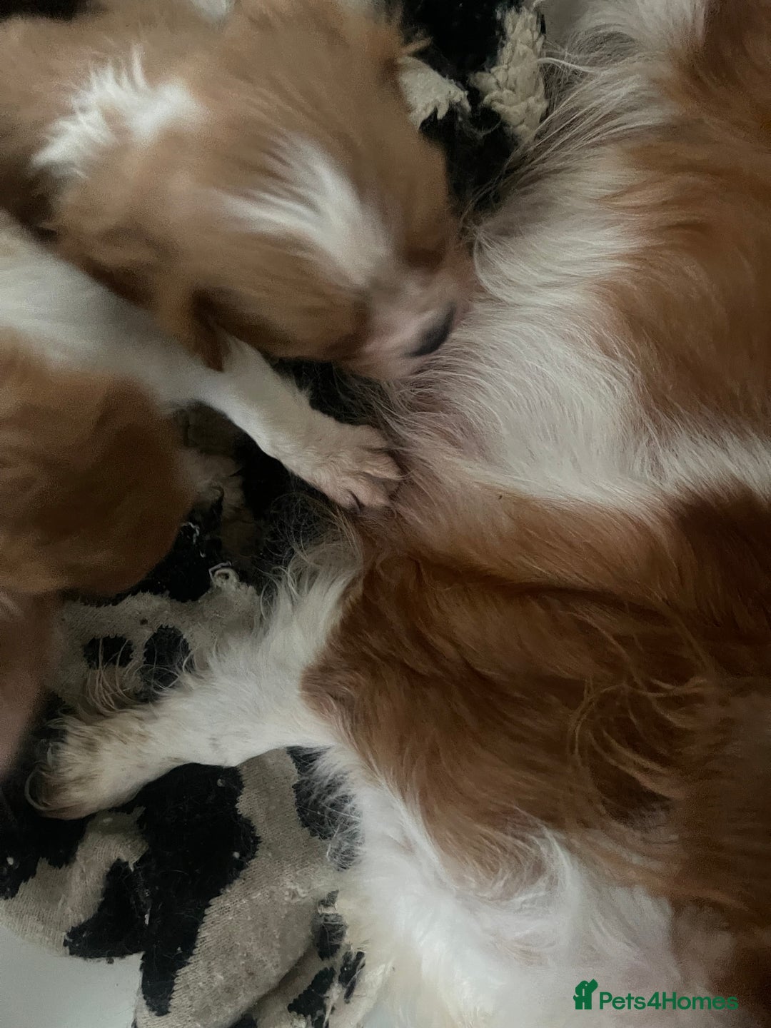 Cavalier King Charles Spaniel dogs for sale: STUNNING DNA TESTED CAVALIERS - Advert 7