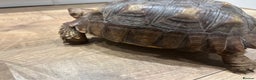 Tortoise reptiles for sale: Sulcata tortoise  - Advert 4