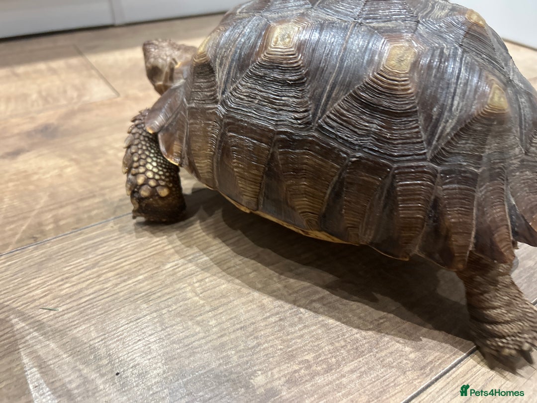 Tortoise reptiles for sale: Sulcata tortoise  - Advert 4