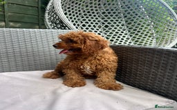 Cavapoo dogs for sale: A lovely toy cavapoo boy  - Image 7