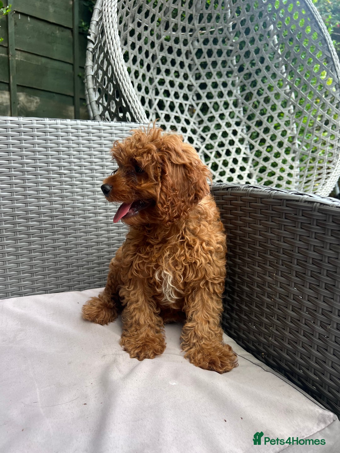 Cavapoo dogs for sale: A lovely toy cavapoo boy  - Image 7