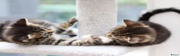 Mixed Breed cats for sale: Beautiful Tabby Kittens  - Advert 4